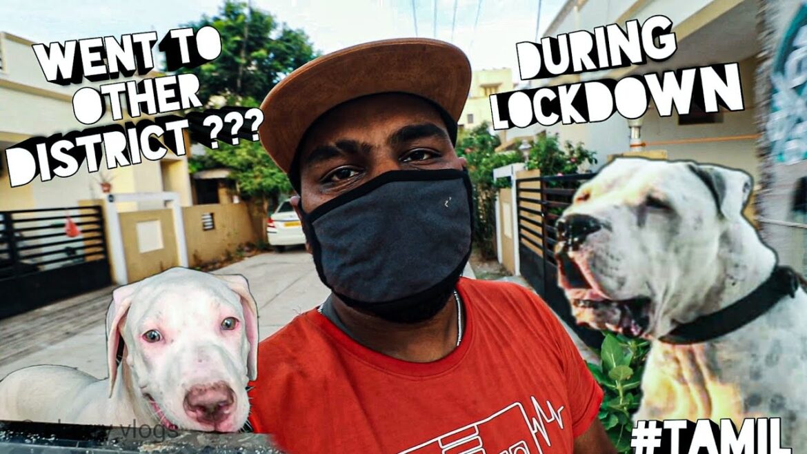 BOUGHT NEW PUPPY 🔥 BULLY KUTTA | Dangerous ???#Tamil #Lockdown