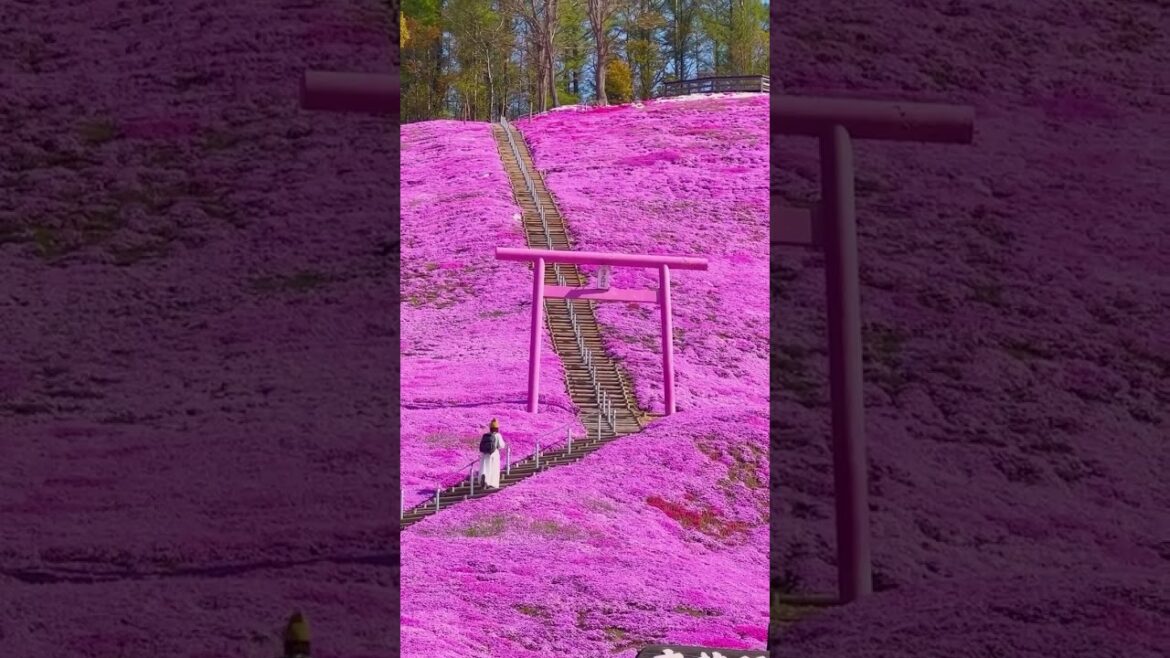 📍 Higashimokoto Shibazakura Park, Hokkaido, Japan