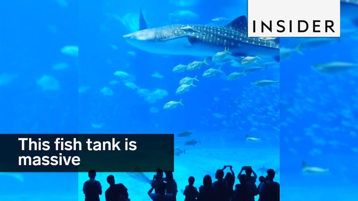 This fish tank is freaking huge