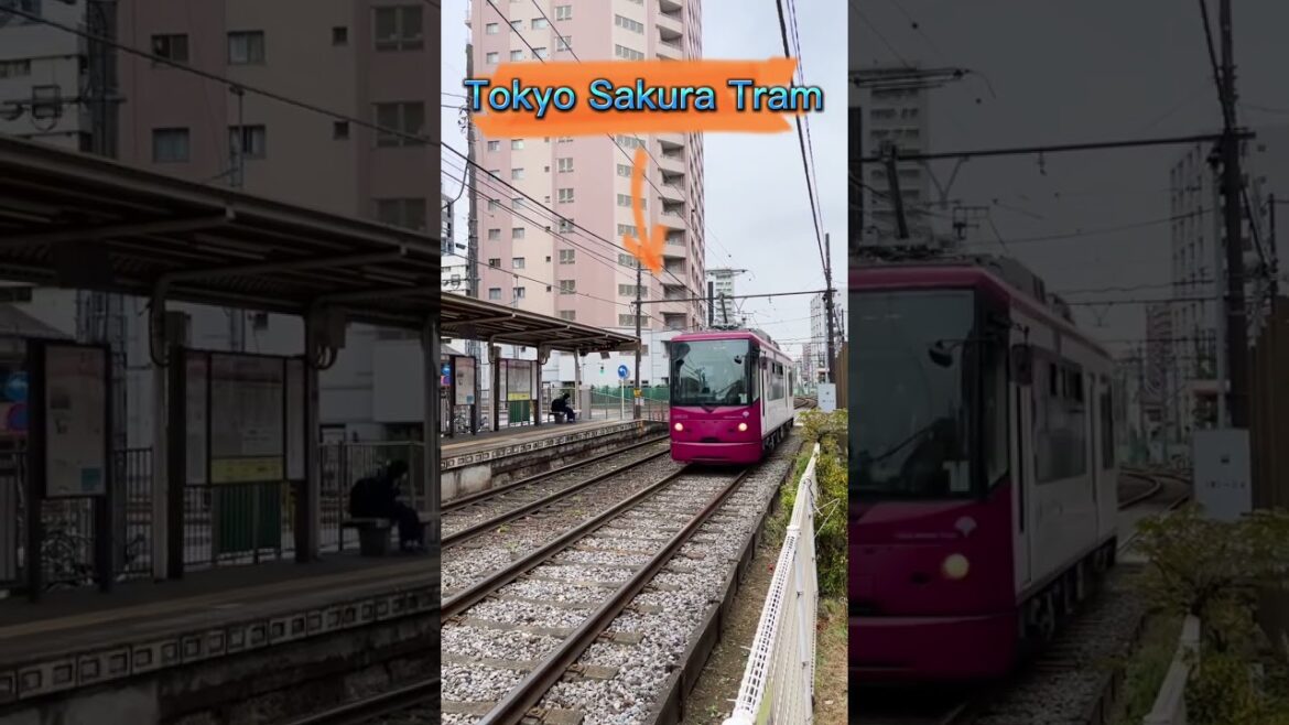 The famous Tram in Japan #helloamazingjapan #shorts #japan #tram #sakuratram #tokyo The famous Tram in Japan #helloamazingjapan #shorts #japan #tram #sakuratram #tokyo