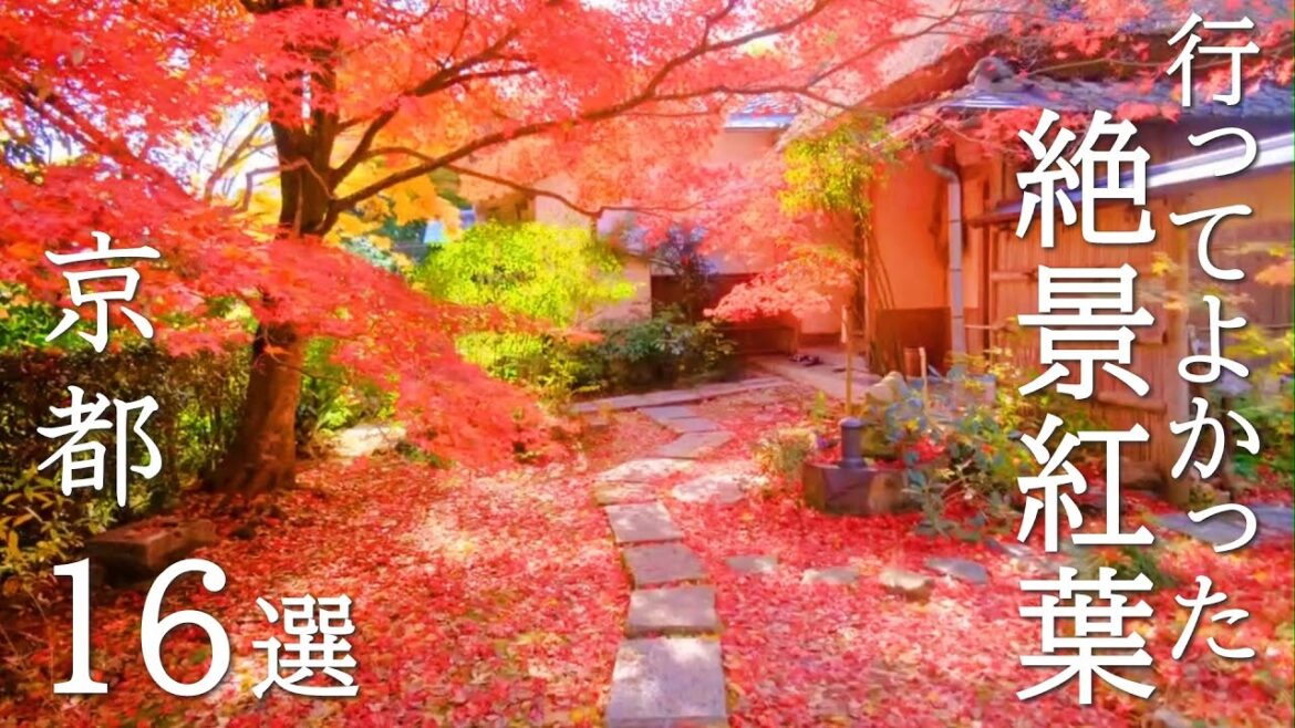 【京都紅葉の歩き方】おすすめ16選と絶景に出会える紅葉の攻略法解説付き /見頃 /混雑 / /穴場 /見どころ /旅行 /観光 / kyoto 【京都紅葉の歩き方】おすすめ16選と絶景に出会える紅葉の攻略法解説付き /見頃 /混雑 / /穴場 /見どころ /旅行 /観光 / kyoto