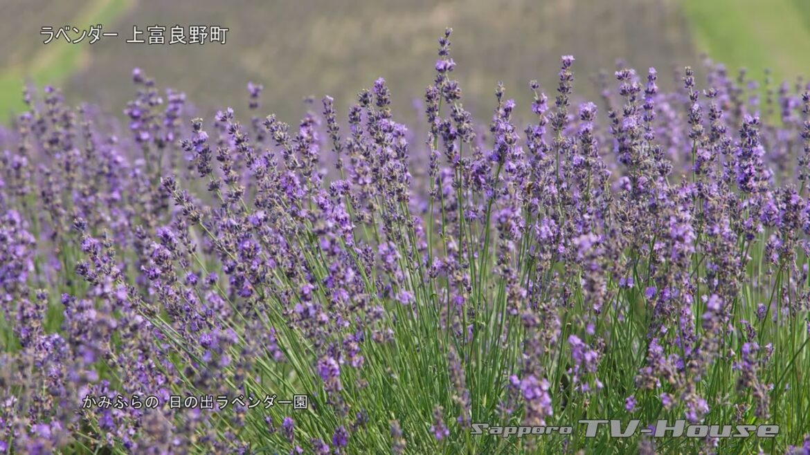 8K ラベンダー 上富良野町 Lavender field in Kamifurano-cho 8K ラベンダー 上富良野町 Lavender field in Kamifurano-cho
