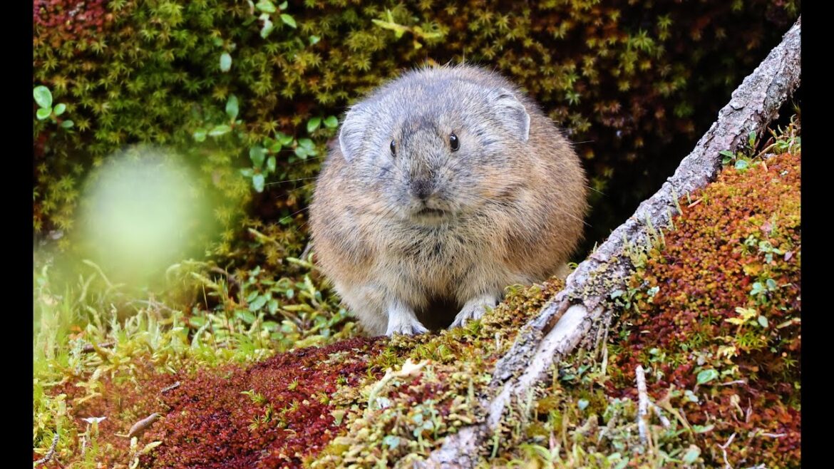 JG8KHDR 北海道 然別湖のナキウサギ(2022秋) Hokkaido,Pica at Shikaribetsuko in Autumn