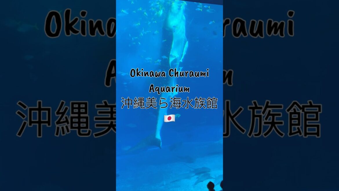 Okinawa Churaumi Aquarium (沖縄美ら海水族館) 🇯🇵