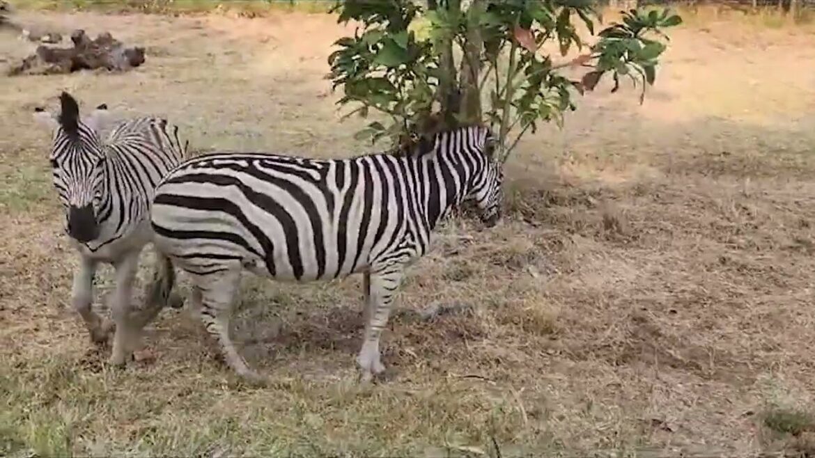 Outeniqua Palms Kwekery-Nursery in George and more from South Africa Outeniqua Palms Kwekery-Nursery in George and more from South Africa