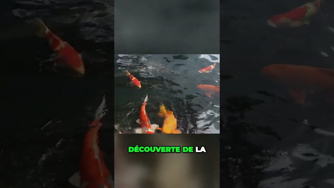 Japon insolite : les expériences à ne pas manquer ! Japon insolite : les expériences à ne pas manquer !