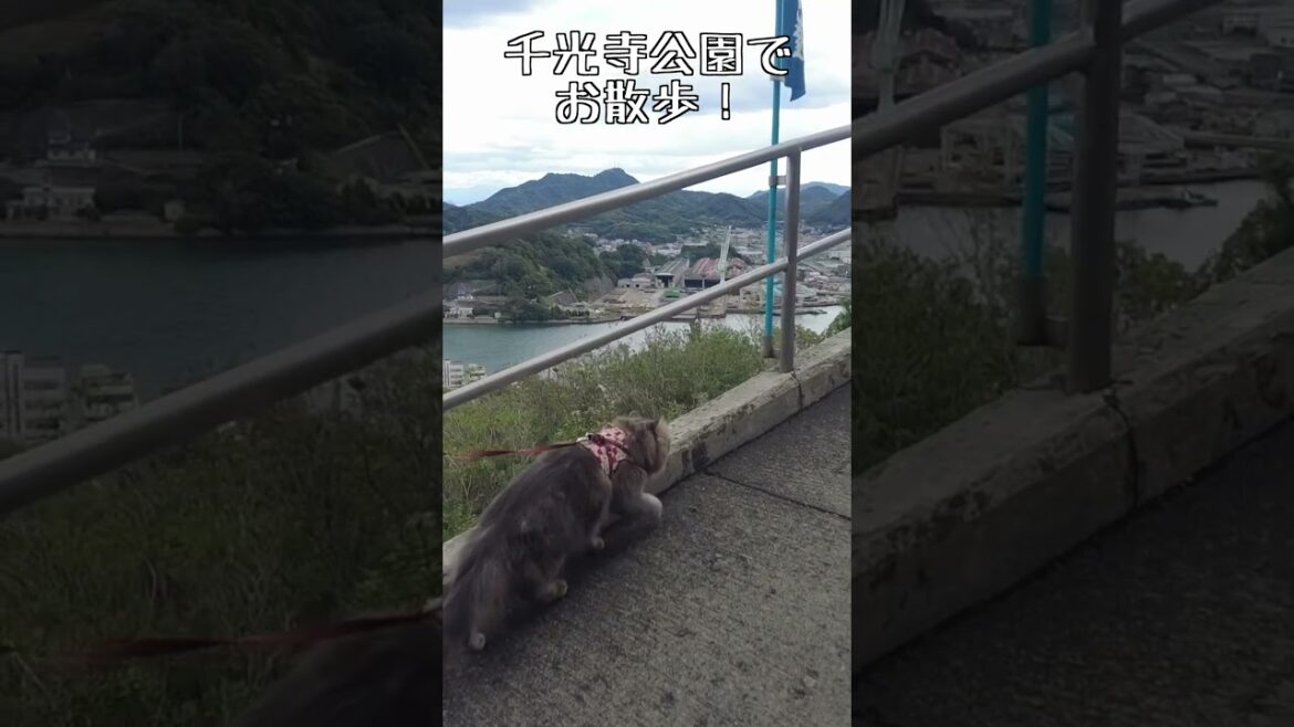 どこまでも絶景!千光寺公園で猫さんぽ #shorts どこまでも絶景!千光寺公園で猫さんぽ #shorts