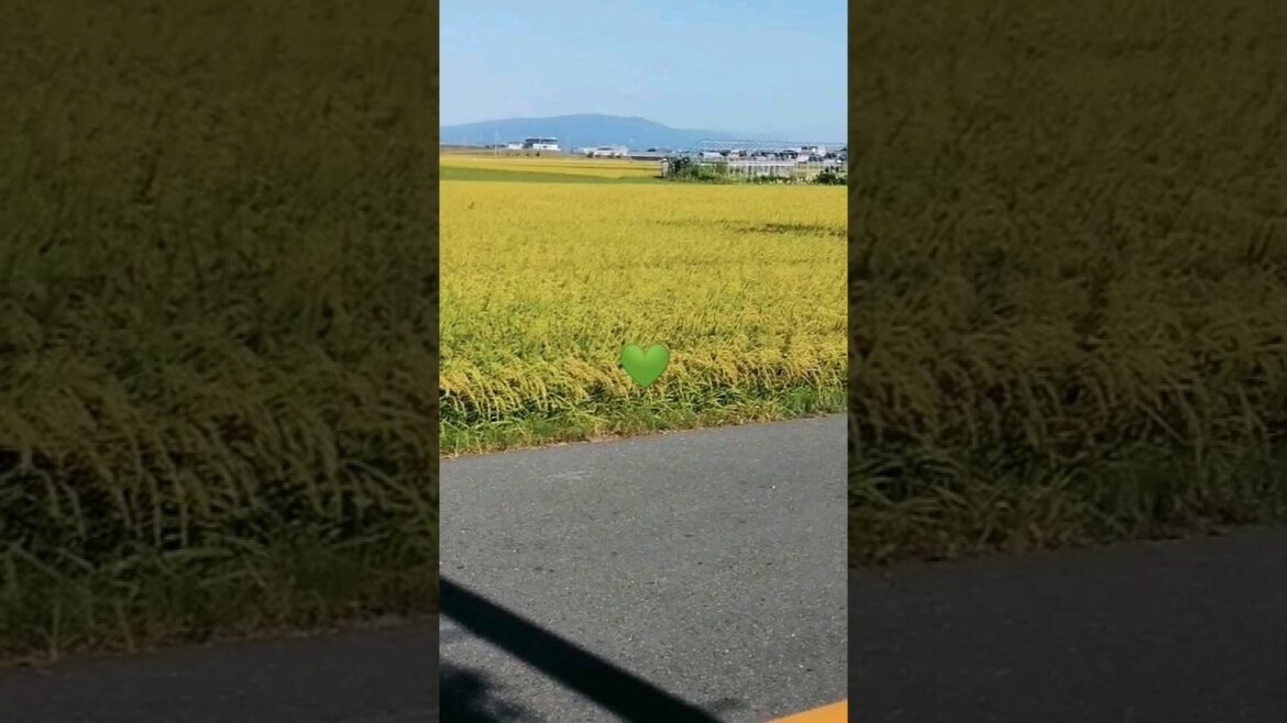 sightseeing Nagoya japan | #nagoyajapan 🇯🇵 sightseeing Nagoya japan | #nagoyajapan 🇯🇵