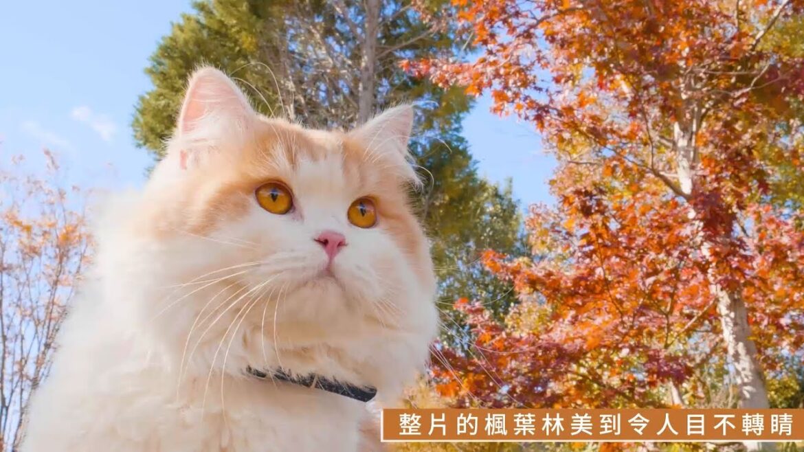 名古屋喵喵團 愛知縣秋日賞楓 名古屋喵喵團 愛知縣秋日賞楓