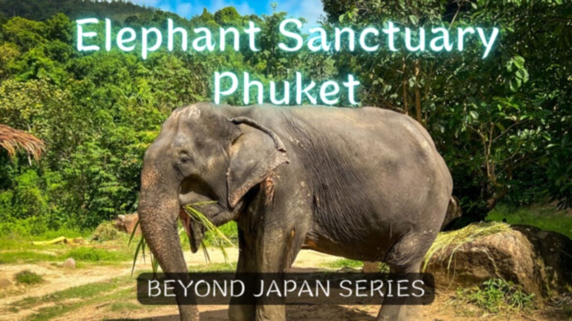 Elephant Sanctuary Phuket: Up Close and Personal with Elephants 🐘🇹🇭