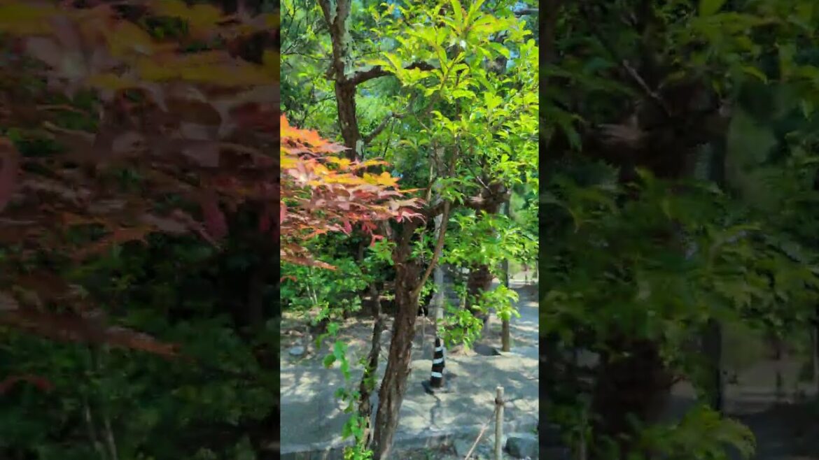 20230729 下午來到睽違四年的「善光寺」，這次從後門停車場進入，看到夏季變色的紫葉槭，在將近38度高溫下，覺得心情都變涼爽了