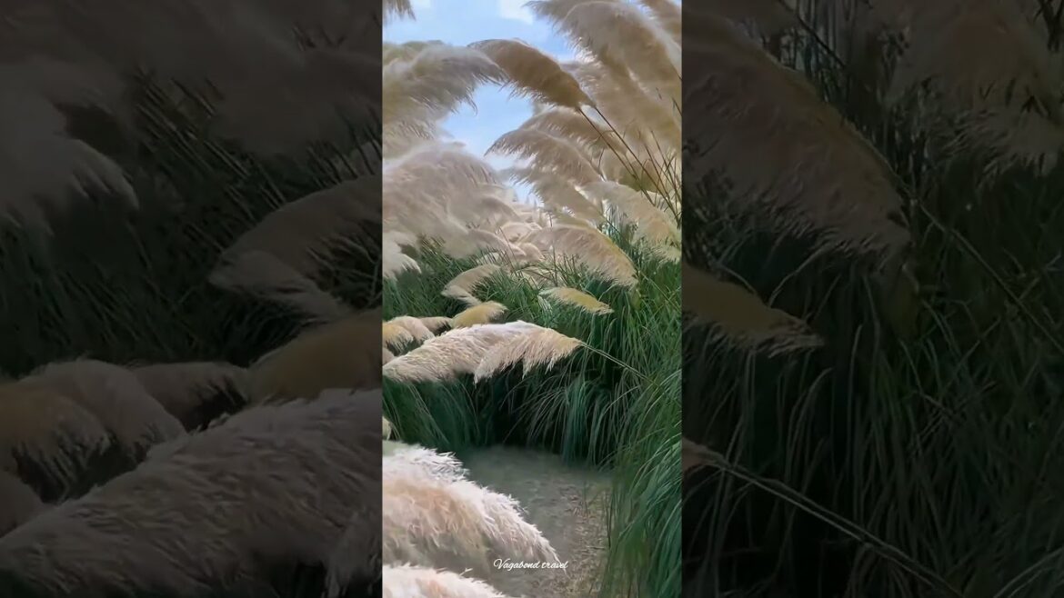 Dekh mon kash bon dulche je sari, kobe dhak debe dak din gunchi je tari #shorts