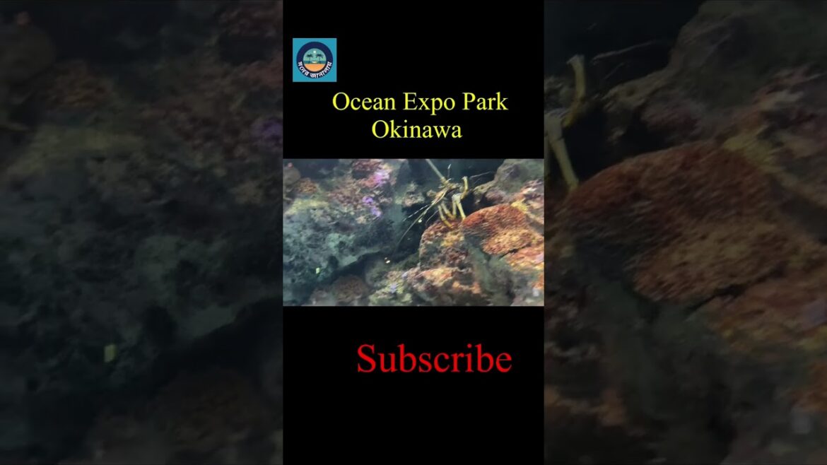 Ocean Expo Park Okinawa #youtubeshorts #travel