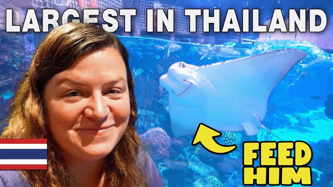 Aquaria Phuket 2023: Family Activities That Will Amaze You!