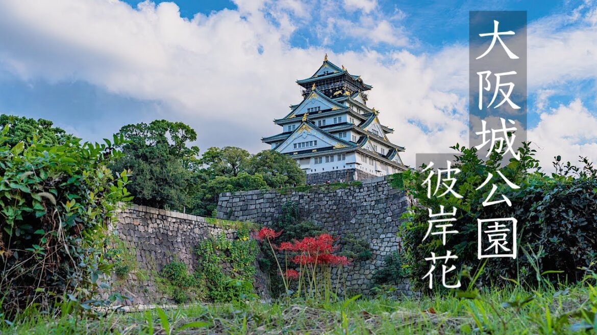 大阪城公園の彼岸花 2023 Osaka Walk – Cluster Amaryllis at Osaka Castle Park 4K HDR Japan 大阪城公園の彼岸花 2023 Osaka Walk - Cluster Amaryllis at Osaka Castle Park 4K HDR Japan