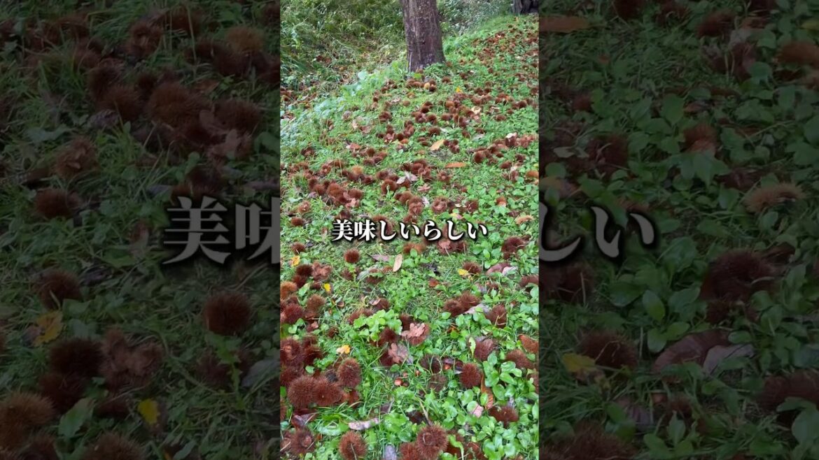山の中で大量の栗「美味しいらしい」たくさん見つけた日 #vlog #shorts
