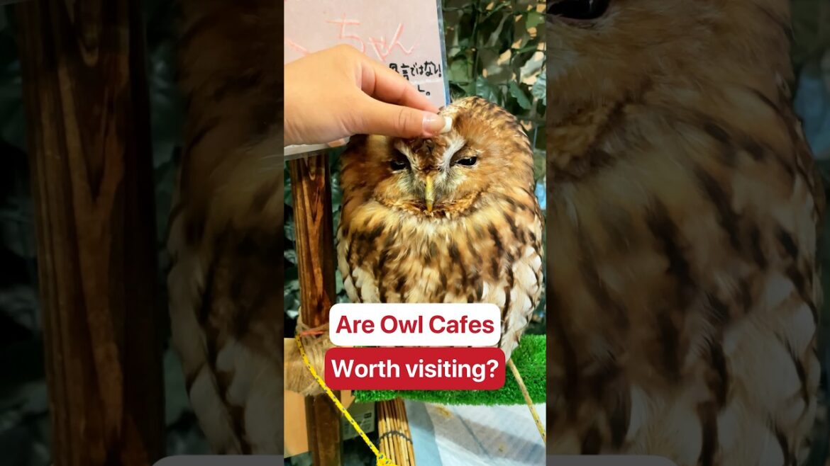 😱PETTING OWLS in Japan??? #japantravel #japanthings #animalcafe #owls 😱PETTING OWLS in Japan??? #japantravel #japanthings #animalcafe #owls
