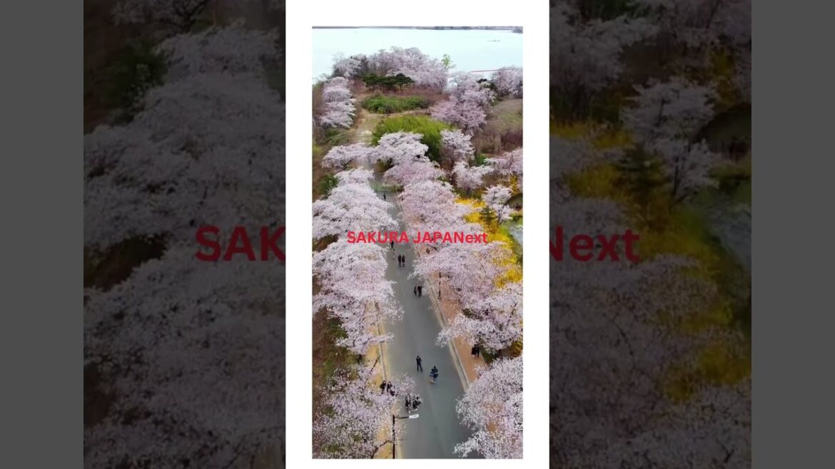 “Sakura Splendor 🌸 | Japan’s Cherry Blossom Magic in 60 Seconds!”#japan #sakura #cherryblossom "Sakura Splendor 🌸 | Japan's Cherry Blossom Magic in 60 Seconds!"#japan #sakura #cherryblossom