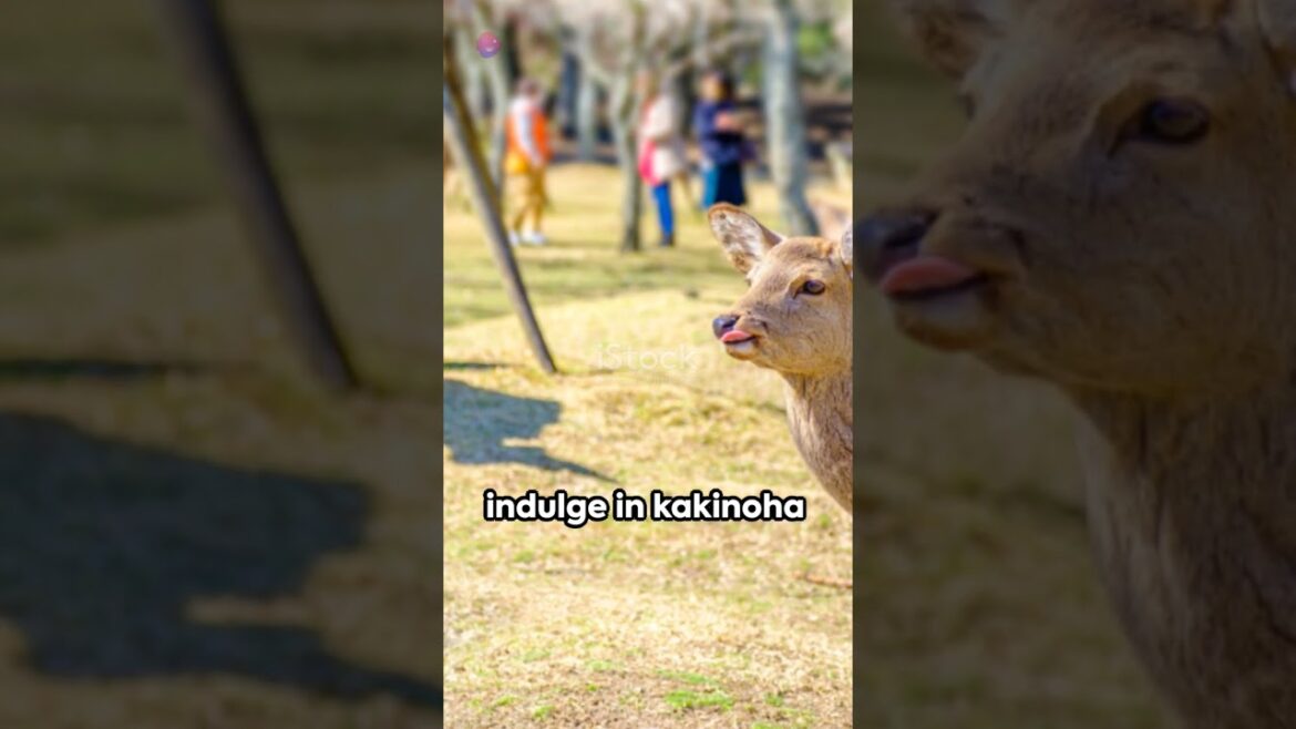 Japan Uncovered  Top 10 Destinations #japanesefood  #JapanTravel #JapaneseCuisine #ExploreJapan"