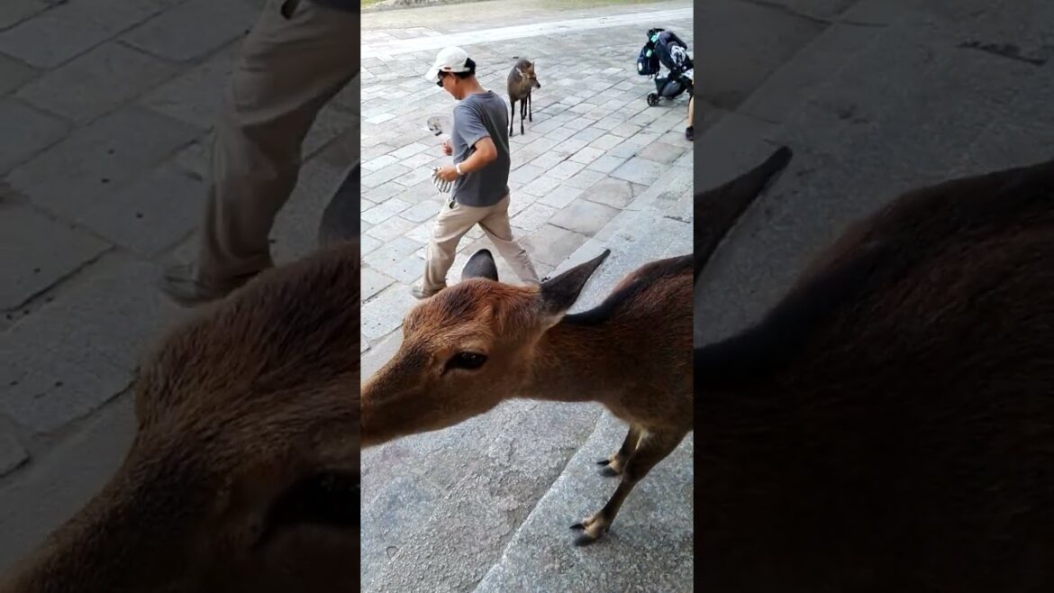 VOI NON AVETE IDEA! ODDIO STO PICCOLETTO! 🇯🇵 🦌 #shorts #short #shortvideo