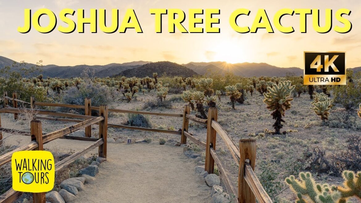 Joshua Tree Cholla Cactus Garden | 4K Walking Tour