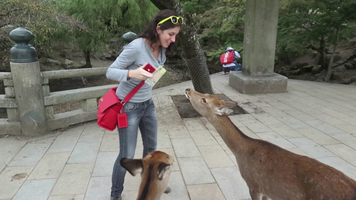 Nara and the best Ryokan experience – Travelling Sunglasses in Japan 07 Nara and the best Ryokan experience - Travelling Sunglasses in Japan 07