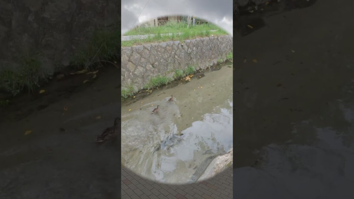 IN JAPAN #japan #travel #walk #japanese