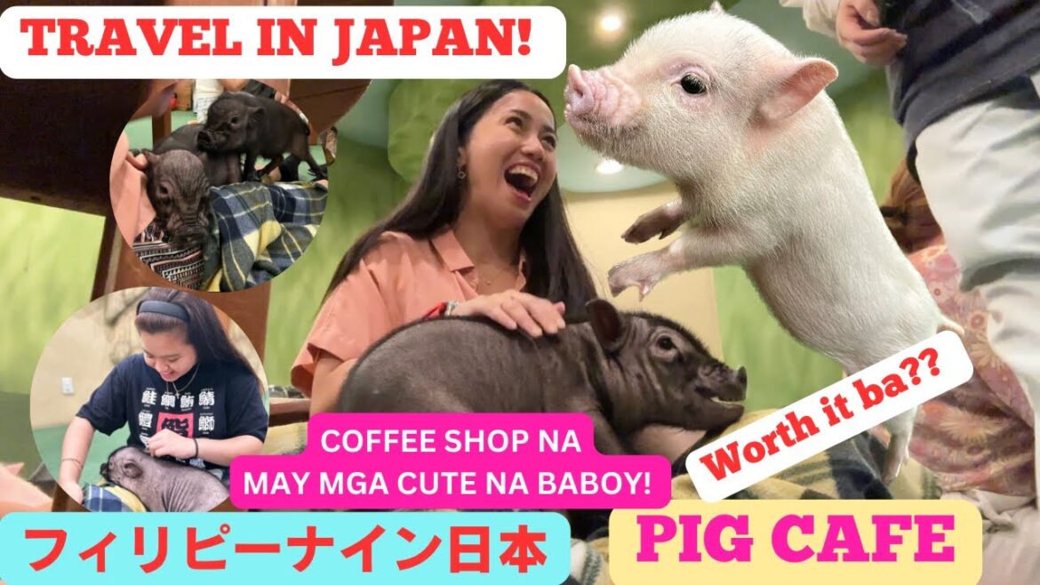 Travel to Japan|PIG CAFE GUIDE|TOKYO|HARAJUKU|UNFORGETTABLE EXPERIENCE!VLOG#007 Travel to Japan|PIG CAFE GUIDE|TOKYO|HARAJUKU|UNFORGETTABLE EXPERIENCE!VLOG#007