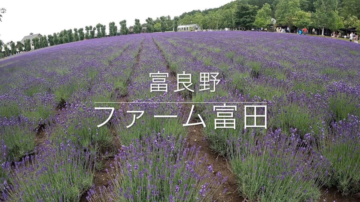 Lavender field of Farm Tomita  in Hokkaido
