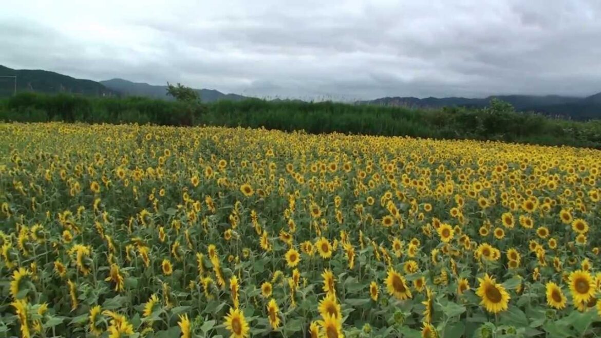 Visit to Japan：2013年日本北海道道東單車人文歷史探索旅遊(第13天)─富良野紀實。