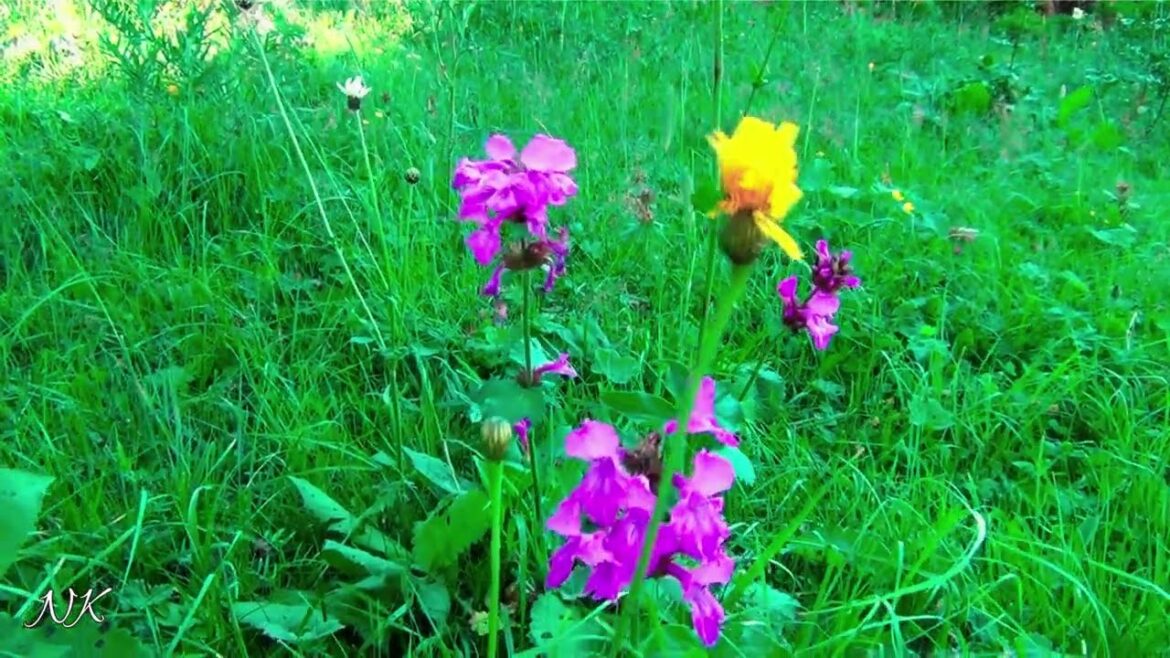 4K Nature's Symphony: Beauty and Destruction #nature #naturewonders