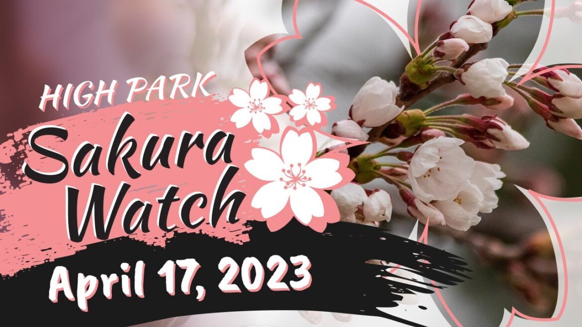 Sakura Watch April 17, 2023 – Ep 5 – The cherry blossoms have begun to open throughout High Park! Sakura Watch April 17, 2023 - Ep 5 - The cherry blossoms have begun to open throughout High Park!