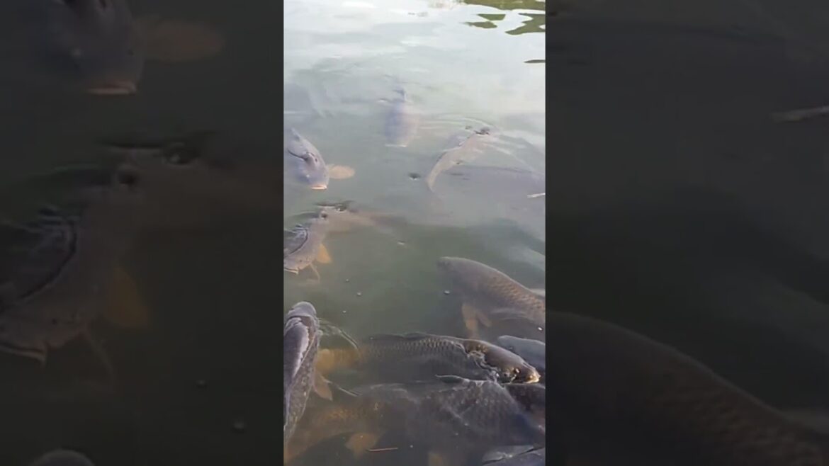 Carp (Koi Fish) at Sankeien Garden Yokohama Japan #japan #yokohama #sankeiengarden