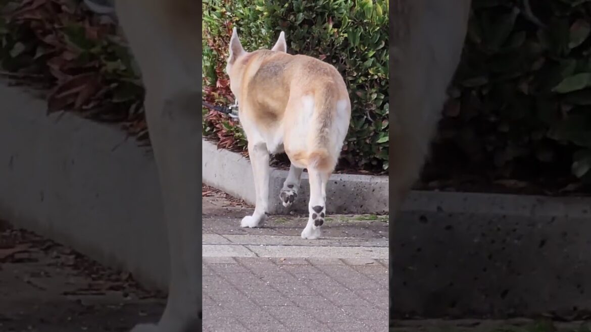 AKITA HERE OH WELL AM JUST SHOWING YOU MY RELAXING WALK