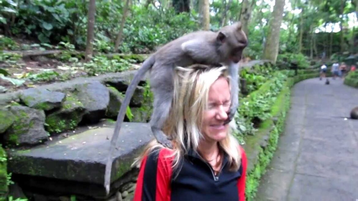 Bad Monkey, no bitey!