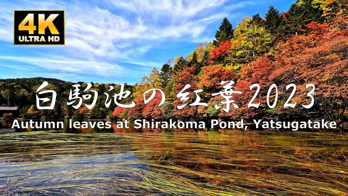 Autumn leaves at Shirakoma Pond, taken 10/11/2023 Video of hiking around the lake