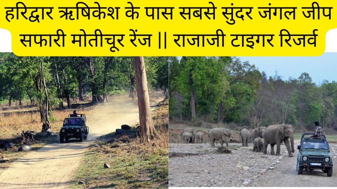हरिद्वार ऋषिकेश के पास सबसे सुंदर जंगल जीप सफारी मोतीचूर रेंज || राजाजी टाइगर रिजर्व #haridwar