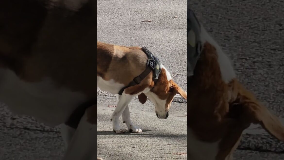 BEAGLE LOOKING FOR HUSKY AND AKITA