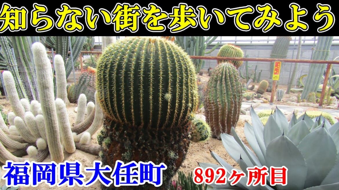 出雲大社の分社と古墳公園・サボテンハウスを歩く～Japan travel　【日本まち歩き】892福岡県大任町