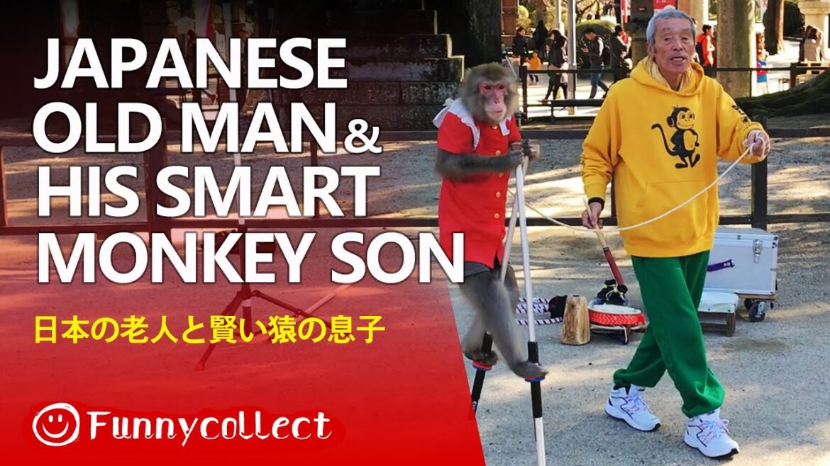 Japanese old man & smart monkey son | 太宰府天満宮 日本老人と賢い猿息子 #japan #animals #travel #funny #monkey
