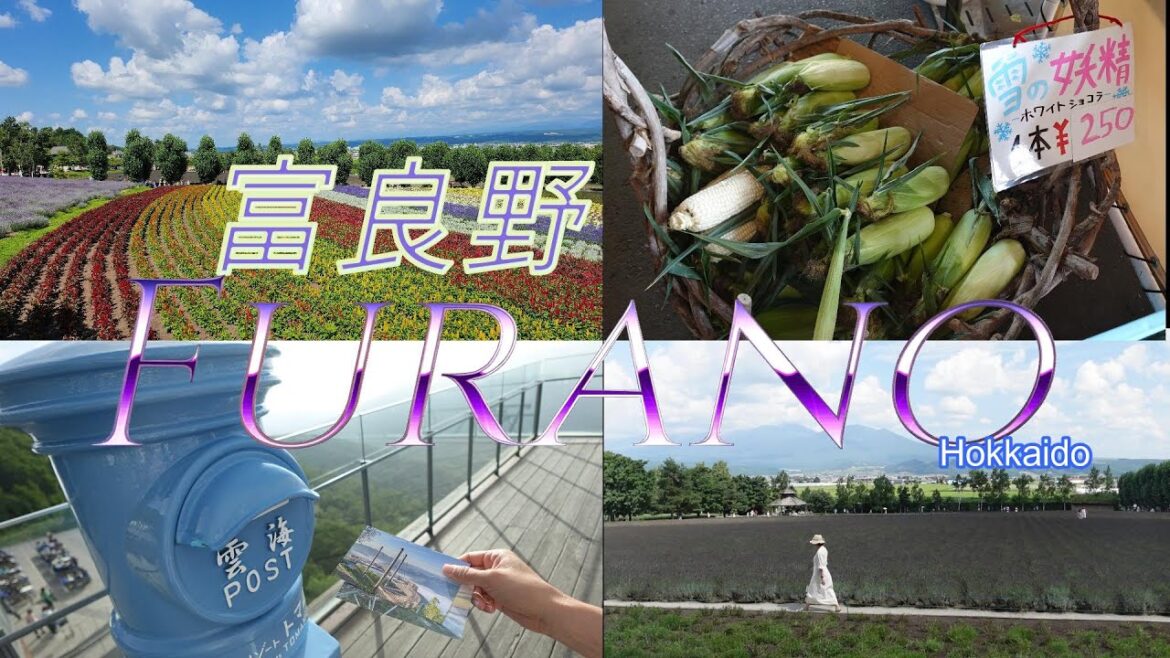 [北海道 Hokkaido 2023] 富良野FURANO & 美瑛町 BIEI 花海 Sea of flowers; 白色粟米, 白金青池, 日之出公園, 富田農場