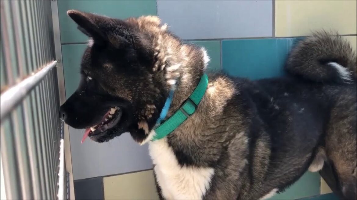 Akita Attacks 7 year old Girl Romoland based Rescue Organization May 31 2019