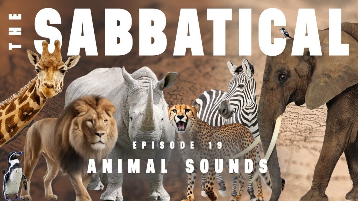 THE SABBATICAL – Episode 19: Animal Sounds (Cape Town & The Garden Route, South Africa) THE SABBATICAL - Episode 19: Animal Sounds (Cape Town & The Garden Route, South Africa)