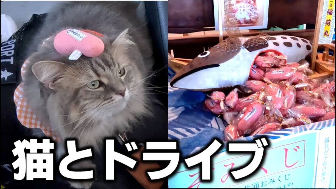 【鹿部町】絶対食べたいたらこ丼!絶景の札幌~道南ドライブ車載動画と限定の絶品グルメ【函館エリア】 【鹿部町】絶対食べたいたらこ丼!絶景の札幌~道南ドライブ車載動画と限定の絶品グルメ【函館エリア】