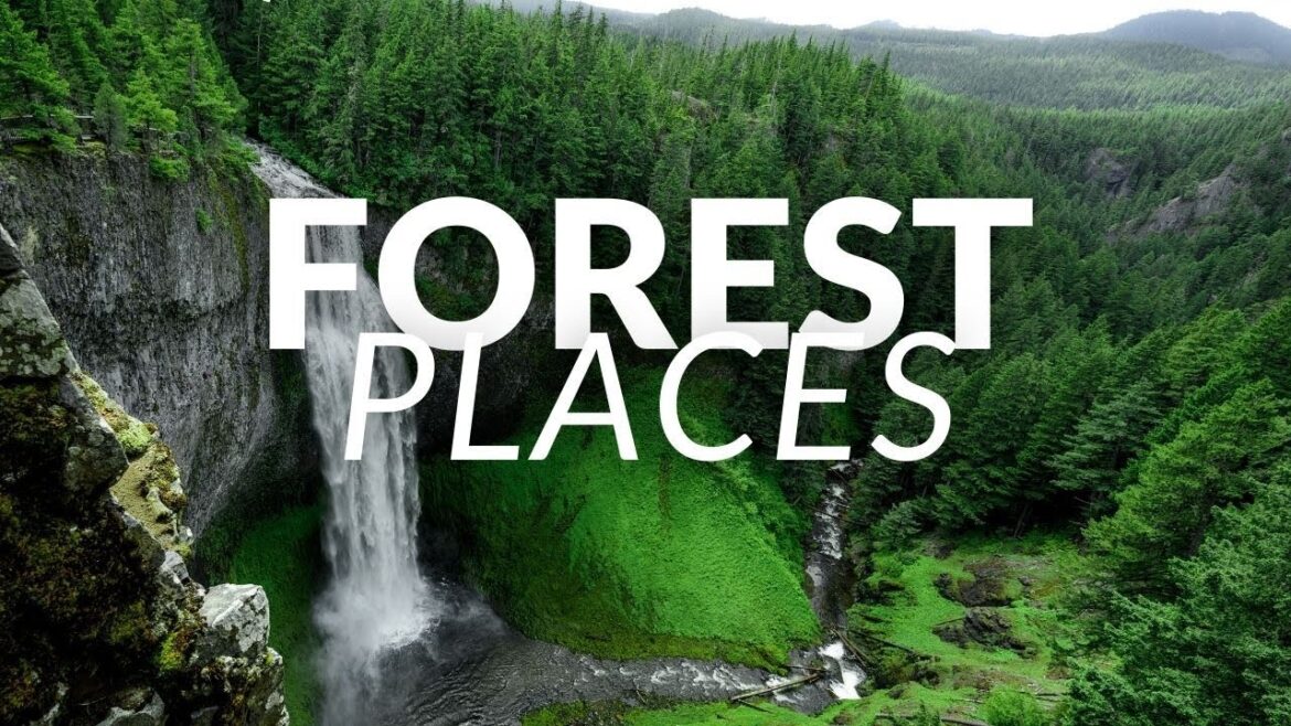 9 Must-See Pristine Forests: Exploring Earth's Lungs 🌲