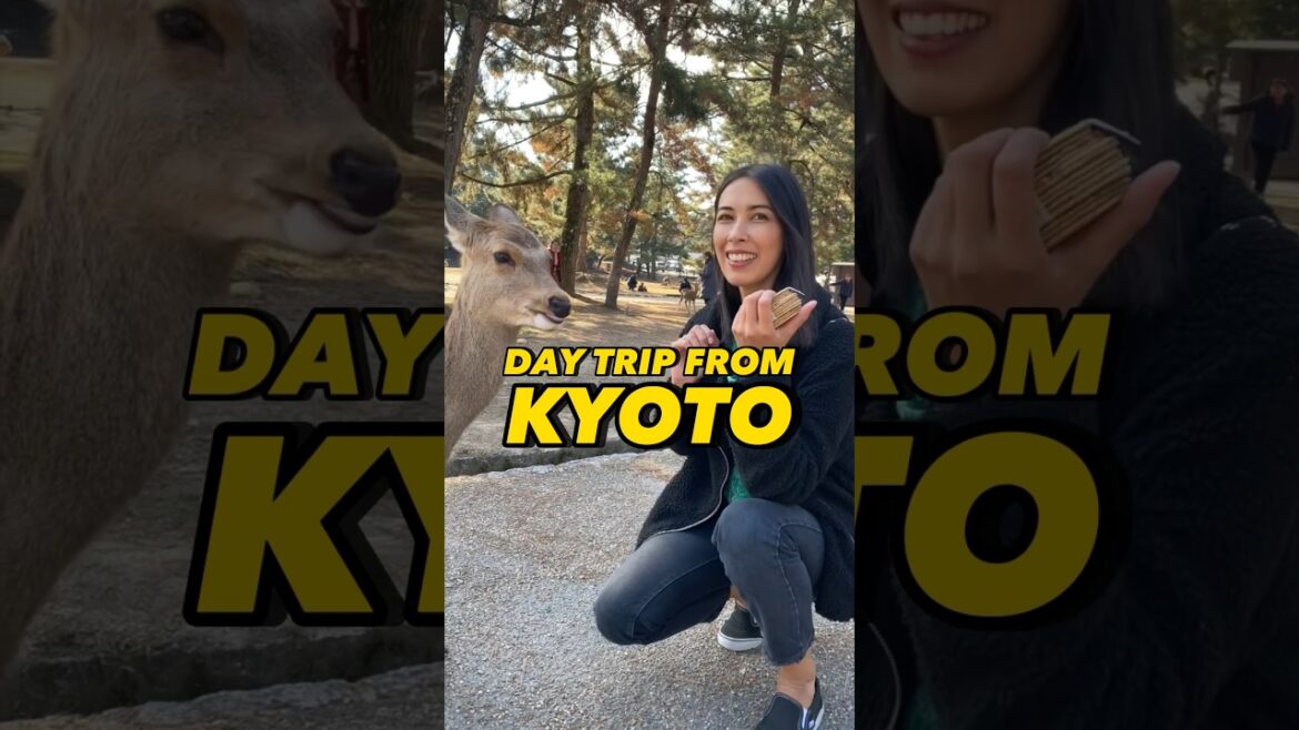 Go to Nara! Day trip from Kyoto #kyotodaytrip #narajapan #kyototravel Go to Nara! Day trip from Kyoto #kyotodaytrip #narajapan #kyototravel