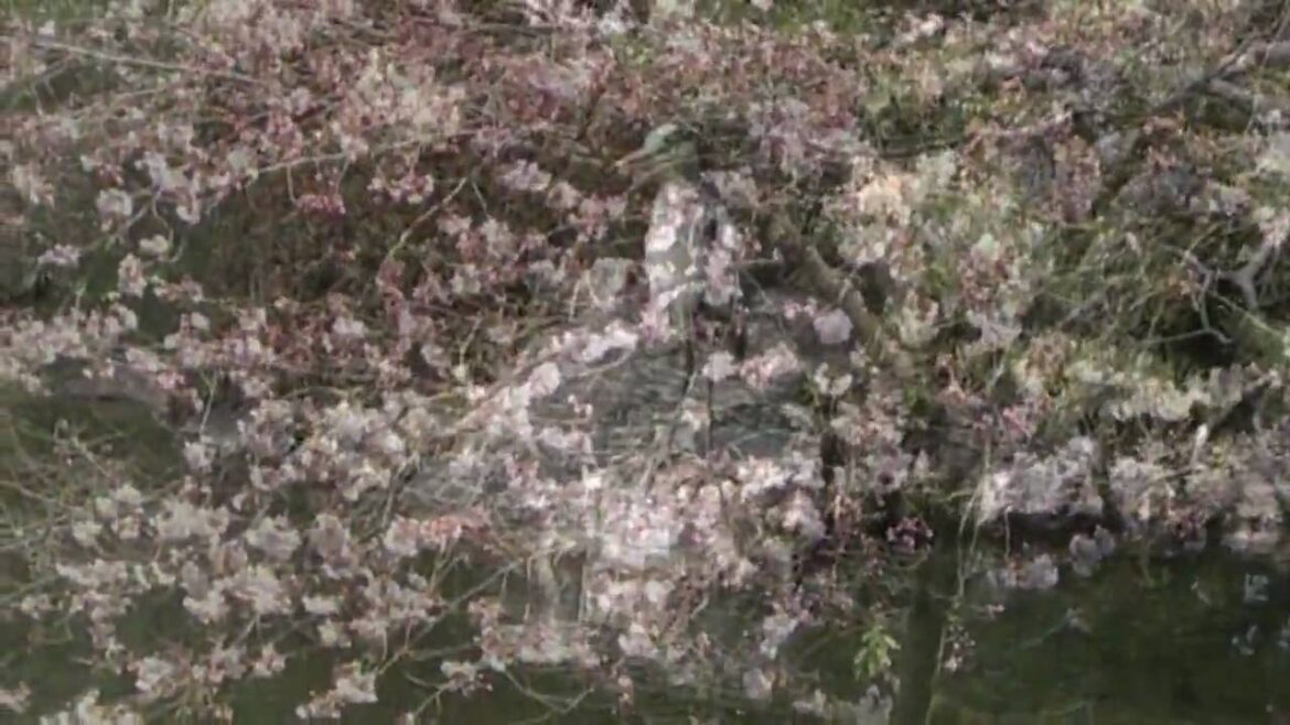 #9 Constantine In: Heian Jingu, Kyoto #9 Constantine In: Heian Jingu, Kyoto