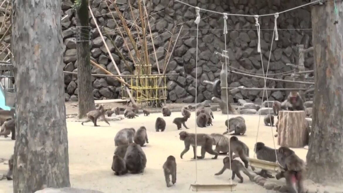 Japan Trip: Takasakiyama Monkey Park Many Japanese monkeys Beppu Oita city, Kyushu, Oita021 Japan Trip: Takasakiyama Monkey Park Many Japanese monkeys Beppu Oita city, Kyushu, Oita021