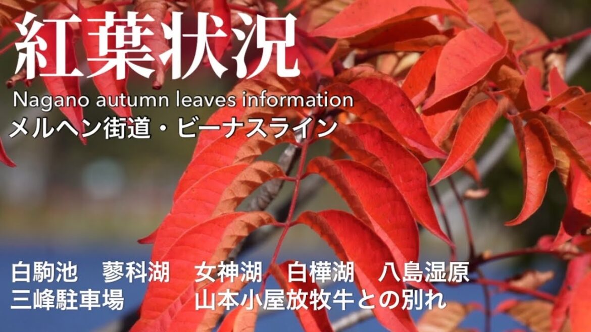 【紅葉情報】メルヘン街道・ビーナスライン撮影日2023.10.13 Japan Nagano autumn leaves information 【紅葉情報】メルヘン街道・ビーナスライン撮影日2023.10.13 Japan Nagano autumn leaves information