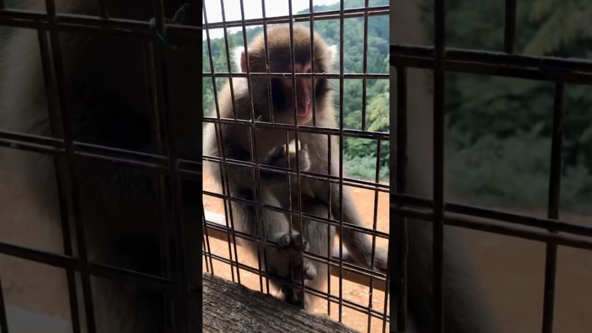Iwatayama Monkey Park in Arashiyama, Kyoto #short #shorts
